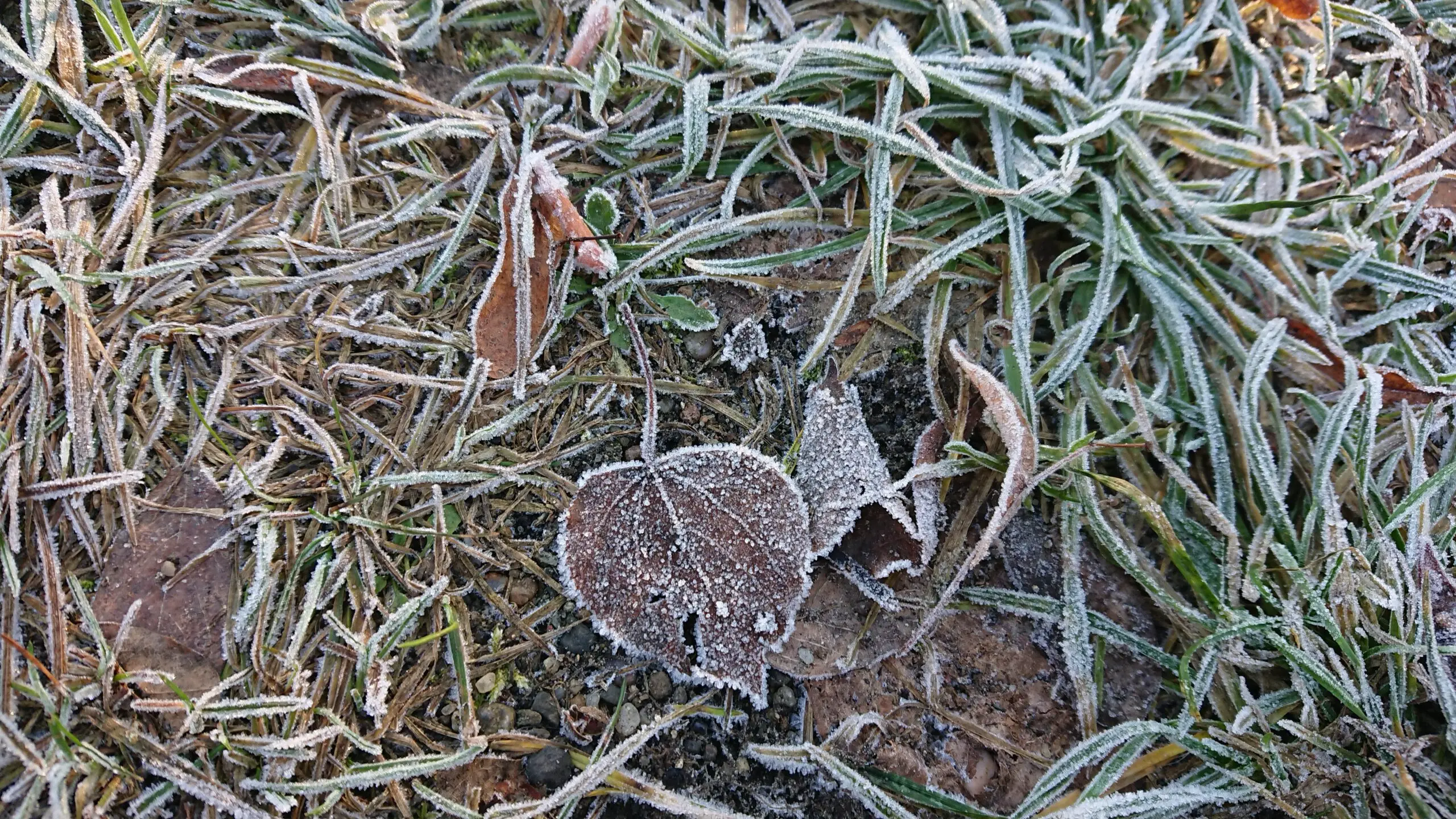 FreiVerbunden